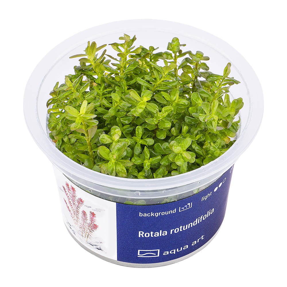 8300 Rotala rotundifolia - top.jpg